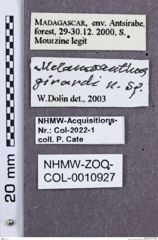 Etikette zu Megapenthes girardi  (NHMW-ZOO-COL-0010927)